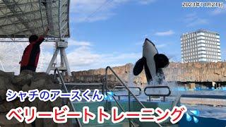 ベリービートトレーニング！シャチのアースくん《ベリービート練習中！からのショートバージョン》2023年11月21日【名古屋港水族館】シャチ公開トレーニング