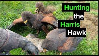 Hunting Harris hawks on rabbit with a ferret.