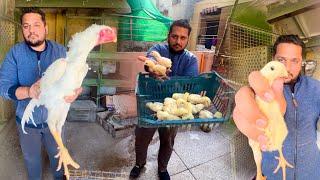 White Shamo K zaida anday  kaisay lein How to grow white shamo chicks at home HSN Entertainment