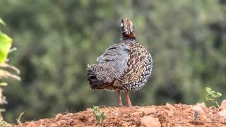 Francolinus francolinus - Halsbandfrankolin - Black Francolin