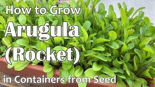 How to Grow Arugula or Rocket in Containers from Seed