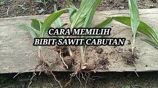 cara memilih bibit sawit cabutan yang terbaik cocok buat yang kurang modal