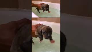 Puppies learning to swim is literally the CUTEST  #ytshorts #shorts #puppy #dog #swimming