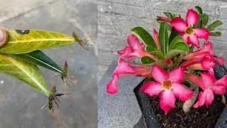 Propagate Adenium Obesum flowers from the leaves