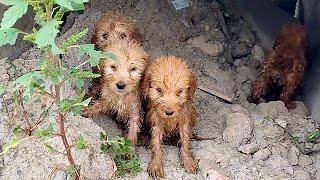 The trembling puppies were found after heavy rain hiding in stone caveone of them already deceased