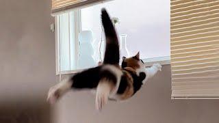 New Funniest Cats And Dogs Videos  Best Of The 2023 Funny Animal Videos  - Cutest Animals Ever