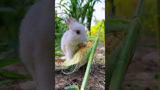 This is how the little rabbit steals corn. Cute pet debut plan. Rabbit rural little cute pet