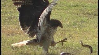 Red-Tailed Hawk vs Snake