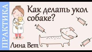 Как делать укол собаке? Советы ветеринара