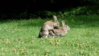 MATING RABBITS