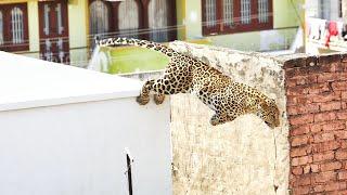 Leopard has a 7-hour free run in a residential area in Rajasthans Alwar