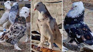 Красавчики ⭐️ Иранские бойные мраморные акбаши  Iranian pigeons  کبوترهای انحصاری ایران
