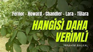 Hangi Ceviz Daha Verimli  Fernor - Howard - Chandler - Lara - Tülara - Hasat Öncesi İnceleme