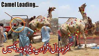 EXCLUSIVE ANGRY Camel Loading Video - Loading of Camel - Runaway Camel at Camel Market 15 July 2021