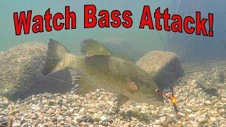 Bed Fishing Smallmouth Bass - Watch Them Attack