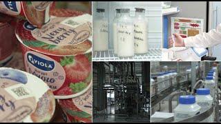 Как делают йогурты Viola  День на производстве