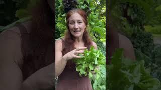 How to grow Crispy Lettuce at Home.