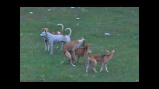 STRAY DOGS MEETING