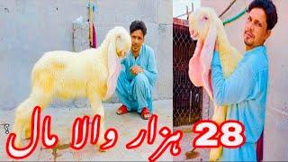 72 kajla chatra  Kajla Breeder Sargodha BREED 2024  Best Quality Kajla