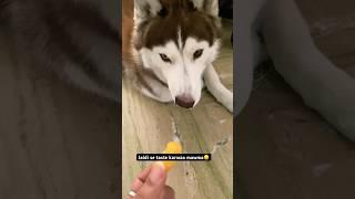 Chatora Husky️ #foodie #funny #dog #dailyvlog #shorts