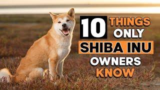 10 Hilarious Things Only Shiba Inu Dog Owners Understand