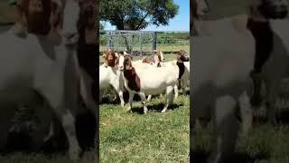 Boer Goats farming #bode #boer #boergoat