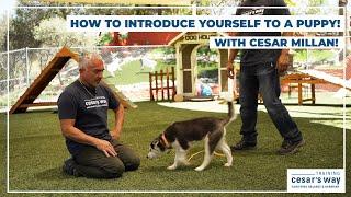 HOW TO INTRODUCE YOURSELF TO A PUPPY  DOG TIPS