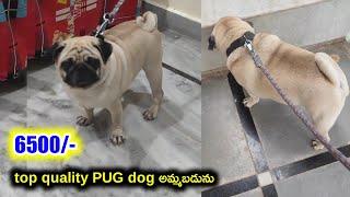 top quality Pug dog for sale in telugu 70758 45056 aj pets