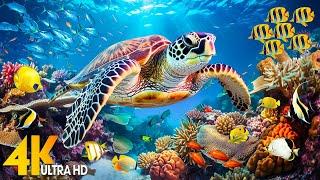 Under Red Sea 4K - Beautiful Coral Reef Fish in Aquarium Sleep Meditation Music - 4K Video UHD #5