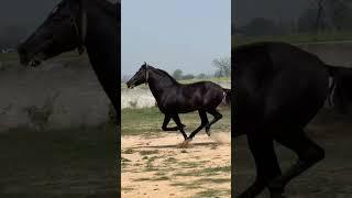 Our Marwari Stallion Running Free