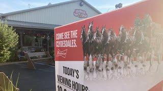 Budweiser Clydesdales gallop into York for events this week