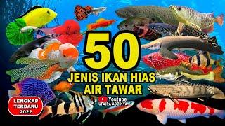50 Jenis Ikan Hias Air Tawar Aquarium Terpopuler