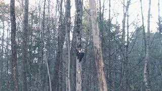 SASQUATCH WIZARD ADIRONDACKS “ Pileated Woodpecker” Wish I had my good camera for this shot”