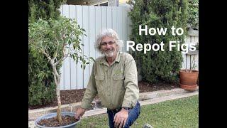 How to Repot Figs