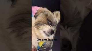 Ippa parayum…Grrr #shorts #trending #puppy #shortvideo