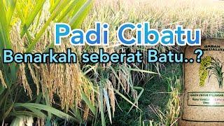 Padi Cibatu benarkah seberat batu..??