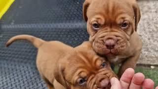 Meet the Regalrouge Dogue de Bordeaux Puppies cute puppies ️ French Mastiff Puppy Pedigree pups