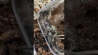 Tarantula tliltocatl albopilosus shifting houses