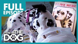 The Canine Criminal Dally  Full Episode  Its Me or the Dog