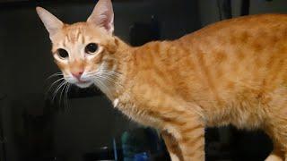 Cat dental problem refuses to eat food  What to do? Medications treatment