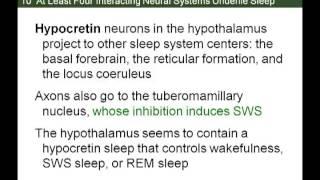 Neurobiology of Sleep II