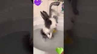 Bunny taking a bath