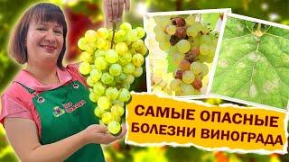 БОЛЕЕТ ВИНОГРАД? МЫ ЗНАЕМ КАК БОРОТЬСЯ #огород #сад #виноград