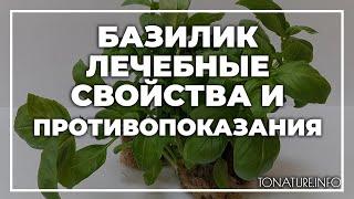 Базилик лечебные свойства и противопоказания  toNature.Info