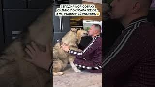 СОБАКА НАПАЛА НА ЖЕНУ УСЫПЛЕНИЕ