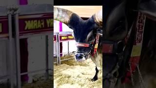 Aggressive kankrej ox of Hossain dairy farm 2023 #gowalbari #shorts #trending #kankarej #kankrej