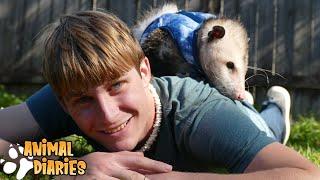 Why Opossums Make AWESOME Pets A day in the life of Momo the Opossum
