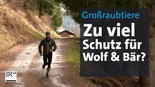 Freilebende Raubtiere Zu viel Schutz für Bär und Wolf?  Kontrovers  BR24