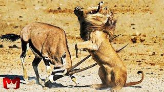 Momen Sadis Ketika Tanduk Mangsanya Mengalahkan Dan Melukai Singa Dan Macan Tutul Pertarungan Hewan