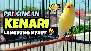 Pancingan Suara Burung Kenari Gacor  Ampuh Rangsang Kenari Cepat Bunyi